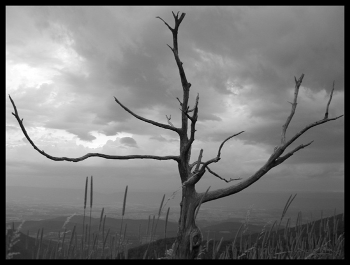 10006_Tree_bw