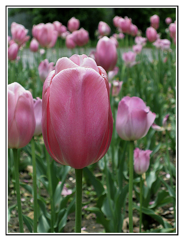 tulip_1