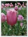 tulip_1